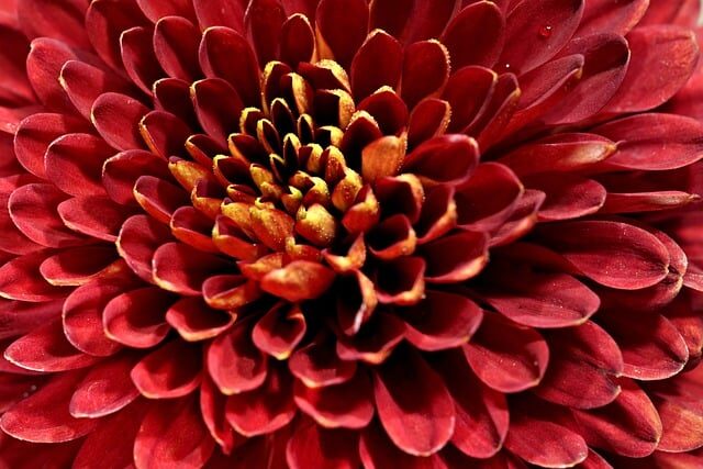 Apunta estas web para descargar dibujos con flores para imprimir y colorear. 1 apunta estas web para descargar dibujos con flores para imprimir y colorear 1