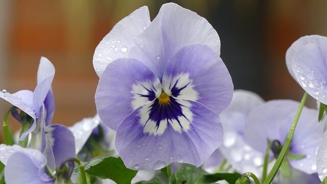 Apunta estas web para descargar dibujos con flores para imprimir y colorear. 2 apunta estas web para descargar dibujos con flores para imprimir y colorear 2