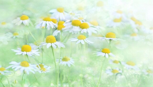 Apunta estas web para descargar dibujos con flores para imprimir y colorear. 5 apunta estas web para descargar dibujos con flores para imprimir y colorear 5