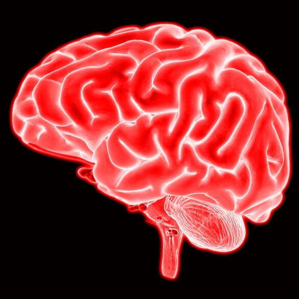 que es la neuroeducacion claves para entenderla e introducirla en el aula 2