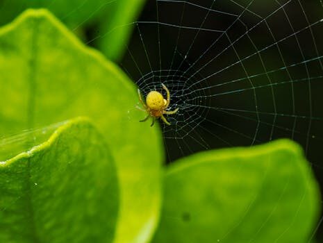 qu es desarrollo web 2