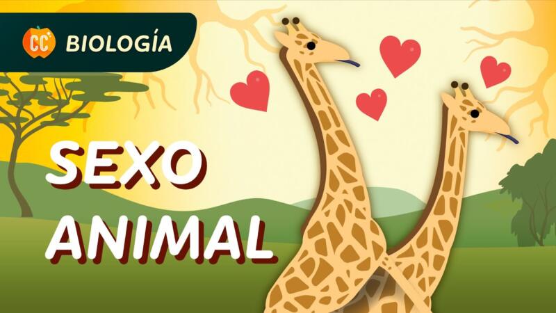 Descubre los Secretos de la Reproducción: ¿Sexual o Asexual? Explora con Crash Course Biología #47 1 1720962173 maxresdefault scaled