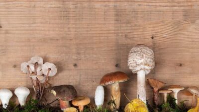 office 2003 seleccionar texto ii y sus tecnicas avanzadas